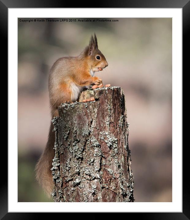 Red Squirrel with nut in mouth Framed Mounted Print by Keith Thorburn EFIAP/b