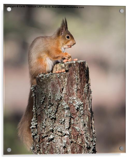 Red Squirrel with nut in mouth Acrylic by Keith Thorburn EFIAP/b