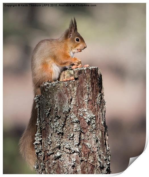 Red Squirrel with nut in mouth Print by Keith Thorburn EFIAP/b