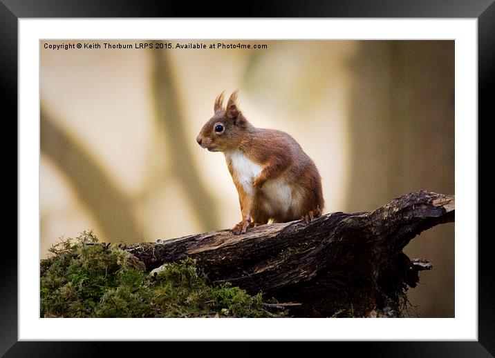Red Squirrel Framed Mounted Print by Keith Thorburn EFIAP/b