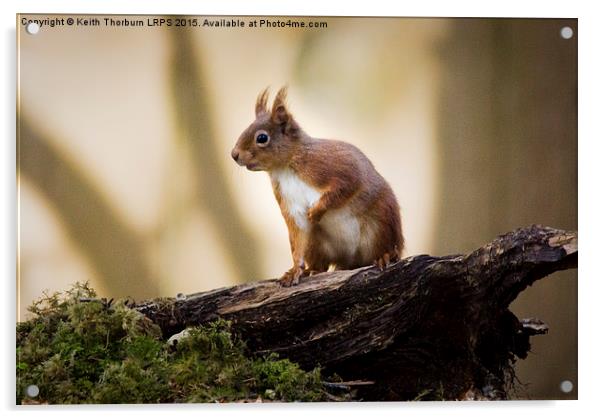 Red Squirrel Acrylic by Keith Thorburn EFIAP/b