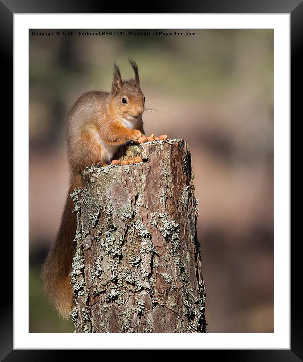 Red Squirrel Framed Mounted Print by Keith Thorburn EFIAP/b