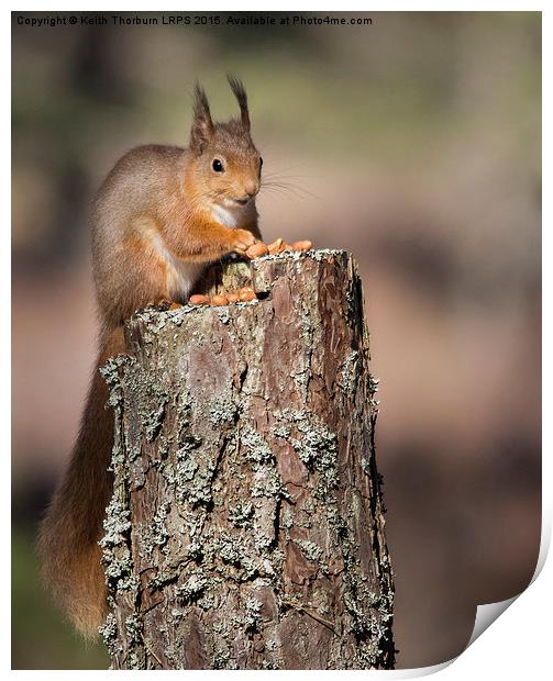 Red Squirrel Print by Keith Thorburn EFIAP/b