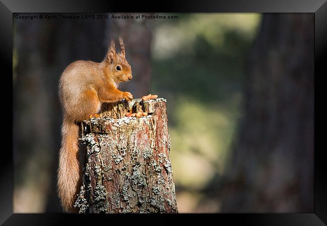 Red Squirrel Framed Print by Keith Thorburn EFIAP/b