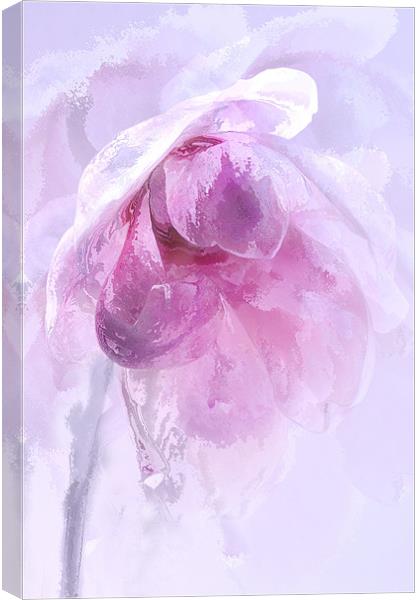 Magnolia Ice Canvas Print by Ann Garrett