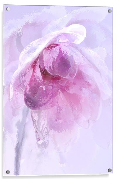 Magnolia Ice Acrylic by Ann Garrett
