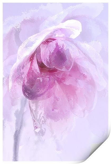 Magnolia Ice Print by Ann Garrett