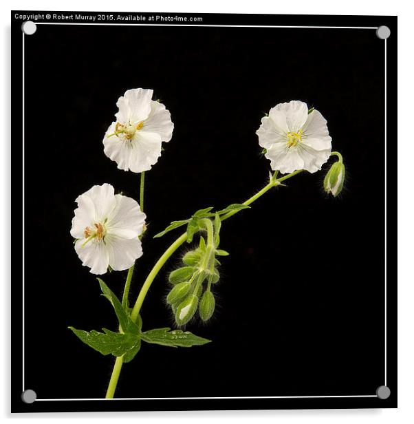   White Dusky Cranesbill Acrylic by Robert Murray