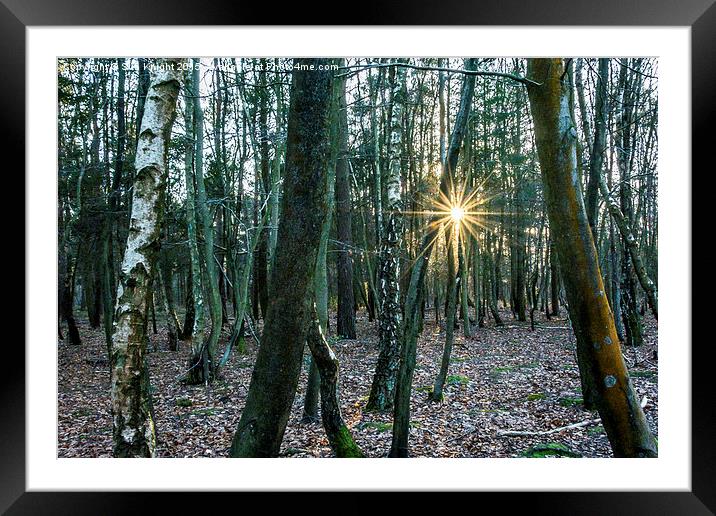  Winter sun Framed Mounted Print by Sue Knight