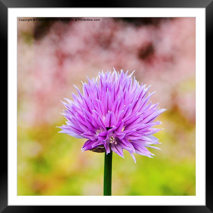  Chives, (Allium schoenoprasum) Framed Mounted Print by Frank Irwin