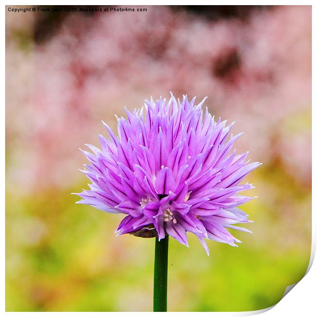  Chives, (Allium schoenoprasum) Print by Frank Irwin