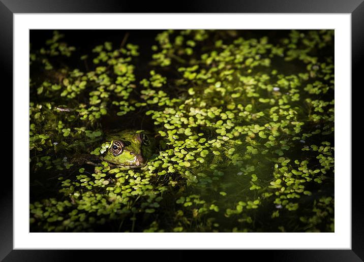 Frog relaxing in lake Framed Mounted Print by steven ibinson