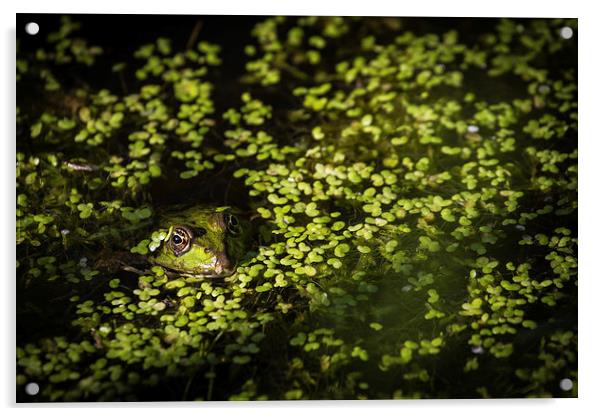 Frog relaxing in lake Acrylic by steven ibinson