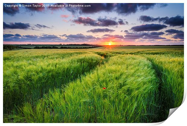 Anmer Sunset, Norfolk Print by Simon Taylor