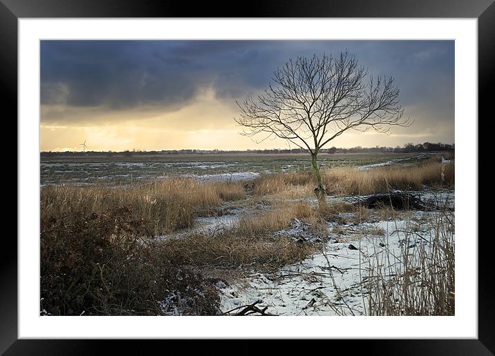 Lonely tree Framed Mounted Print by Stephen Mole