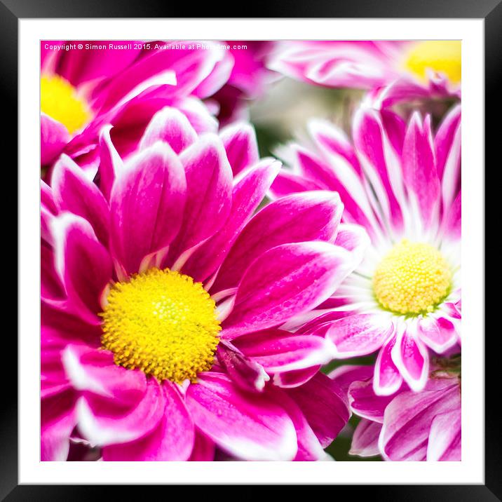  Spring Flowers Framed Mounted Print by Simon Russell