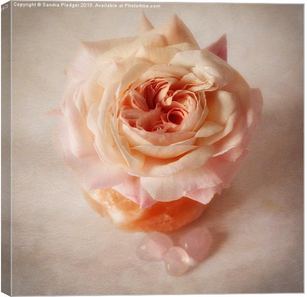  Shropshire lad rose with rose quartz crystals Canvas Print by Sandra Pledger