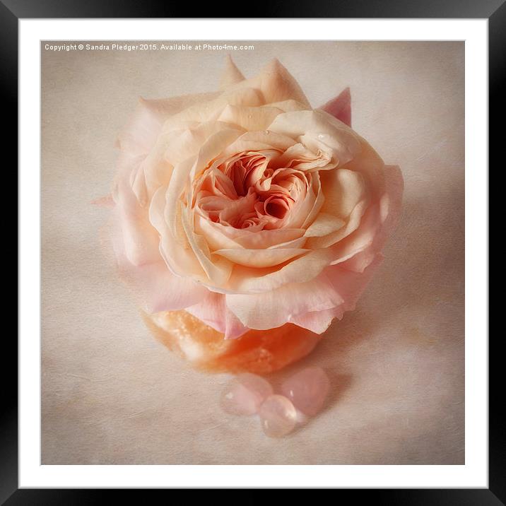  Shropshire lad rose with rose quartz crystals Framed Mounted Print by Sandra Pledger