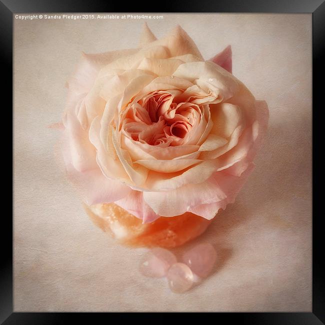  Shropshire lad rose with rose quartz crystals Framed Print by Sandra Pledger