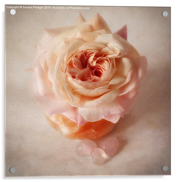  Shropshire lad rose with rose quartz crystals Acrylic by Sandra Pledger