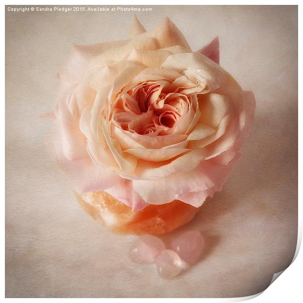  Shropshire lad rose with rose quartz crystals Print by Sandra Pledger