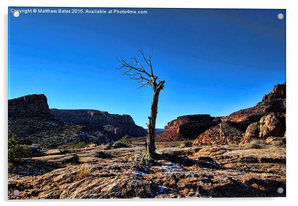  Desert Tree Acrylic by Matthew Bates