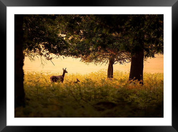 Mother and baby deer  Framed Mounted Print by Inguna Plume