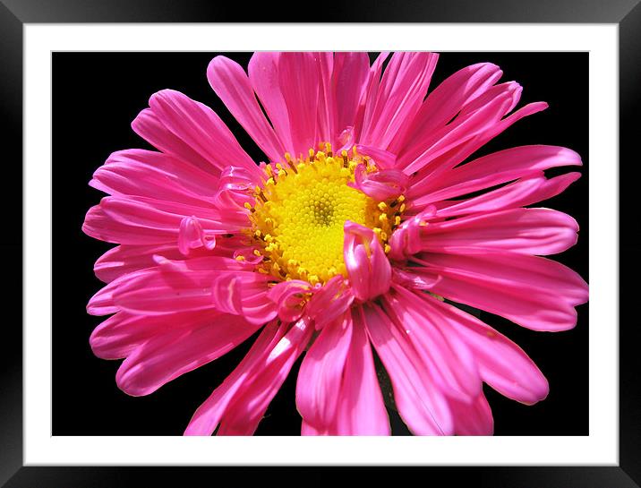 pink flower Framed Mounted Print by anurag gupta