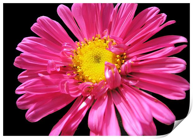 pink flower Print by anurag gupta
