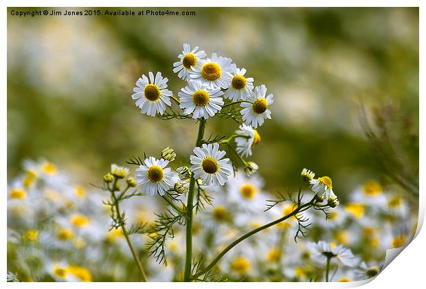 Wild Chamomile  Print by Jim Jones