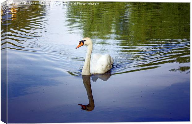  Swan       Canvas Print by Thanet Photos
