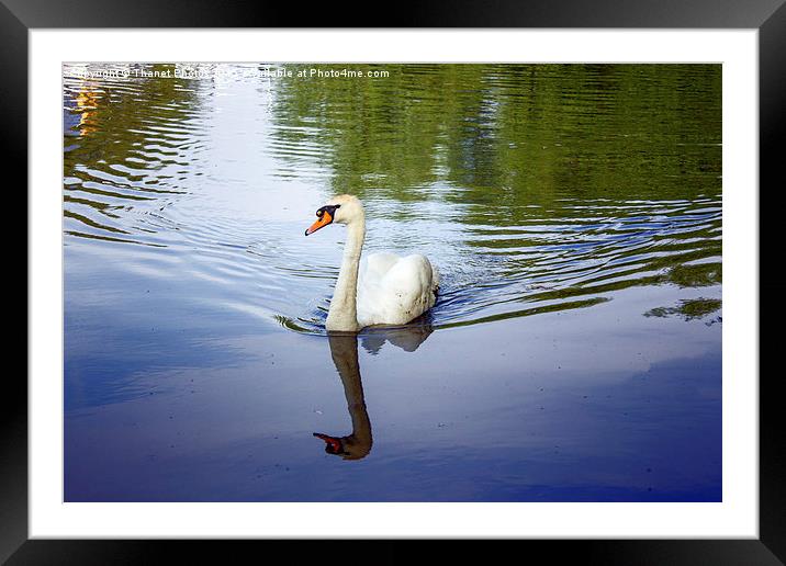  Swan       Framed Mounted Print by Thanet Photos
