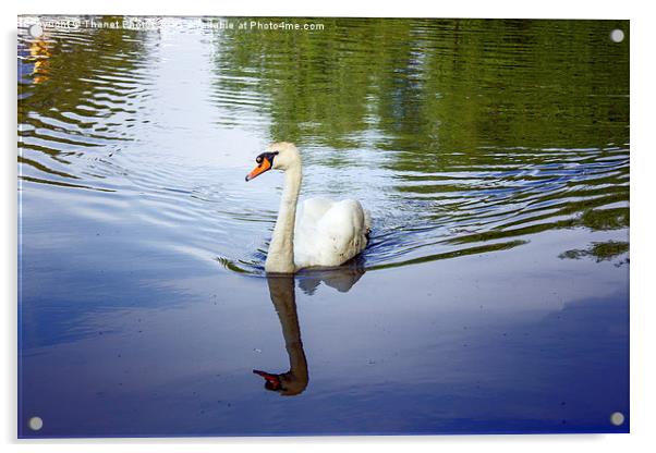  Swan       Acrylic by Thanet Photos