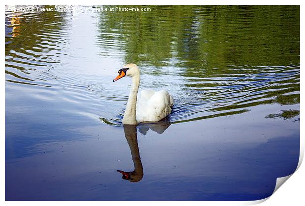  Swan       Print by Thanet Photos