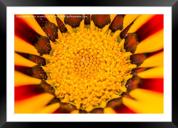  Gazania Central Framed Mounted Print by colin chalkley