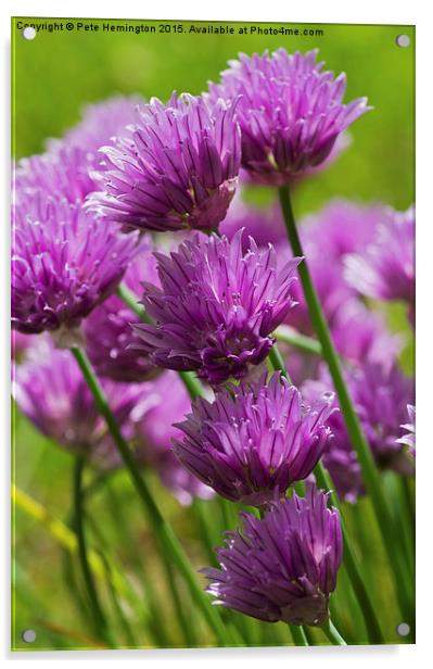  Allium blooms Acrylic by Pete Hemington