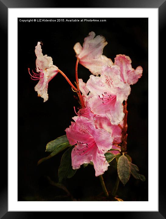  Rhododendron Framed Mounted Print by LIZ Alderdice