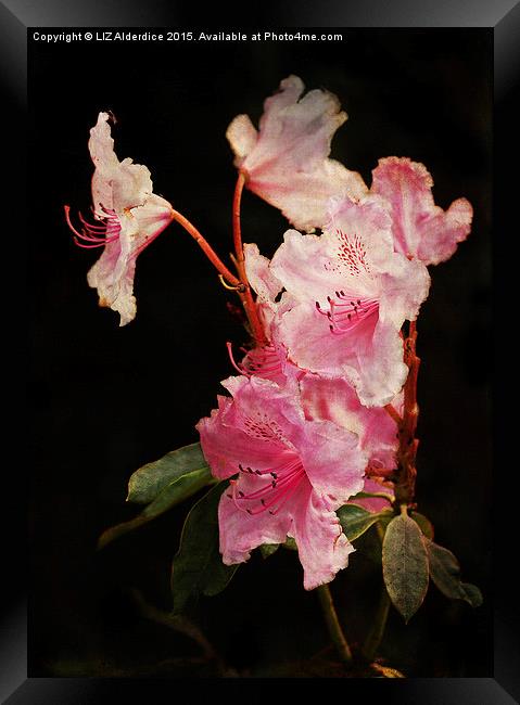  Rhododendron Framed Print by LIZ Alderdice