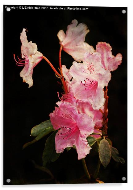 Rhododendron Acrylic by LIZ Alderdice