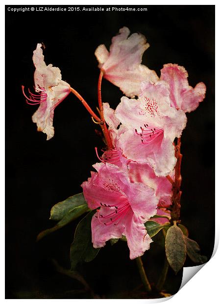  Rhododendron Print by LIZ Alderdice