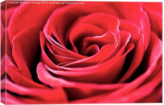  Single Red Rose Canvas Print by Sarah George