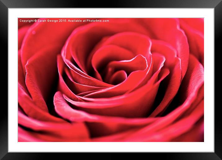  Single Red Rose Framed Mounted Print by Sarah George