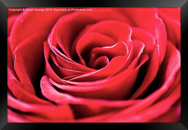  Single Red Rose Framed Print by Sarah George