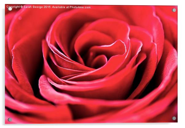  Single Red Rose Acrylic by Sarah George