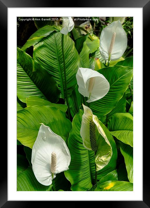 Spathiphyllum or Peace Lilies Framed Mounted Print by Ann Garrett
