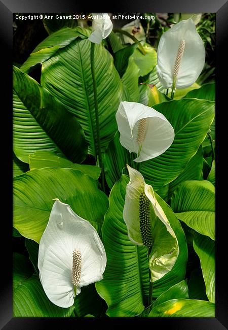 Spathiphyllum or Peace Lilies Framed Print by Ann Garrett