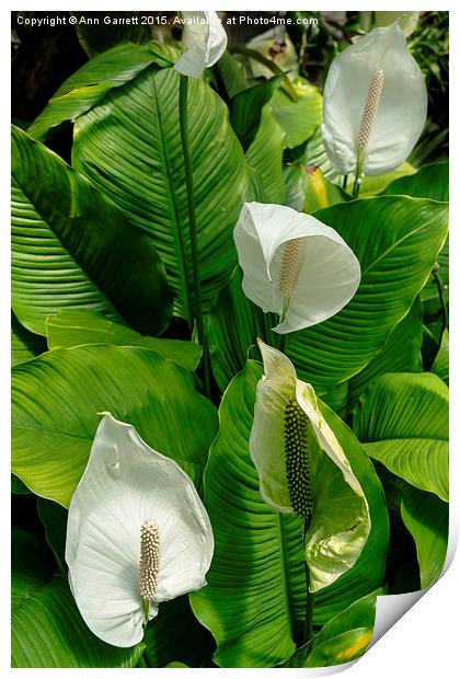 Spathiphyllum or Peace Lilies Print by Ann Garrett