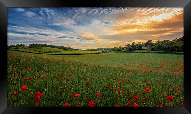  Sunset on Poppy Field Framed Print by John Ly