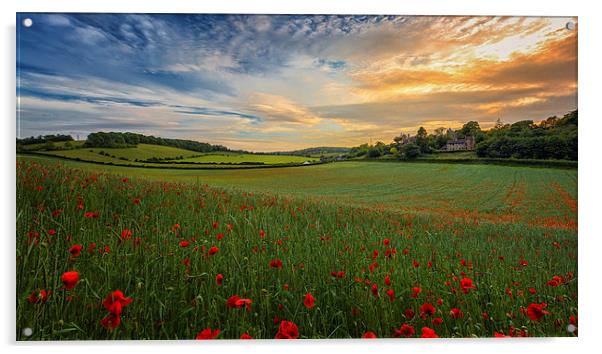  Sunset on Poppy Field Acrylic by John Ly