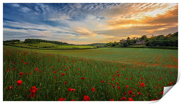  Sunset on Poppy Field Print by John Ly